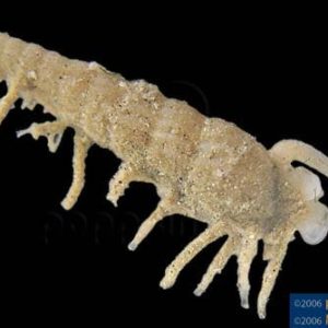 Terebra species