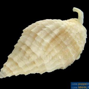Phos blainvillei