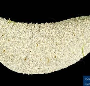 Holothuria fuscopunctata