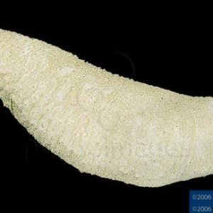 Holothuria fuscopunctata