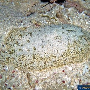 Aseraggodes melanostictus