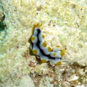 Bohadschia graeffei
