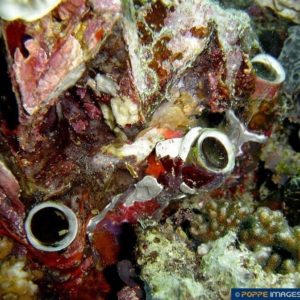 Dendropoma maxima