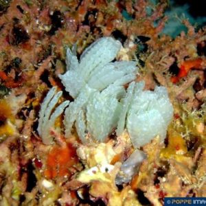 Ciocalypta penicillus
