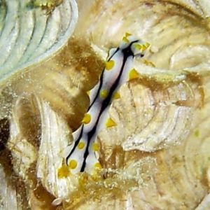 Bohadschia graeffei