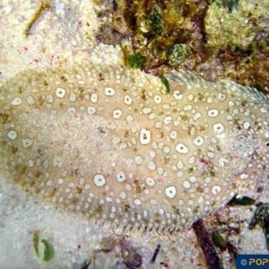 Pardachirus hedleyi