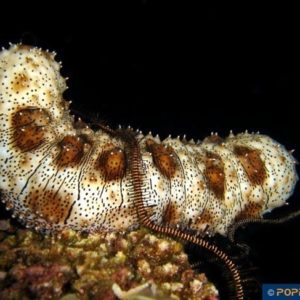 Bohadschia graeffei