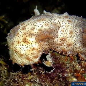 Bohadschia graeffei