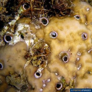 Dendropoma maxima