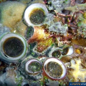 Dendropoma maxima