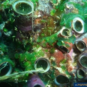 Dendropoma maxima