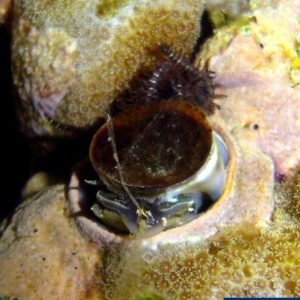 Dendropoma maxima