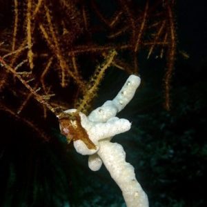 Gelliodes species