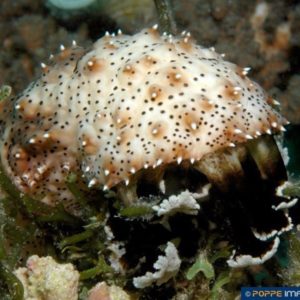 Bohadschia graeffei