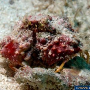 Calappa species