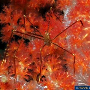 Chirostylus ortmanni
