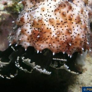 Bohadschia graeffei