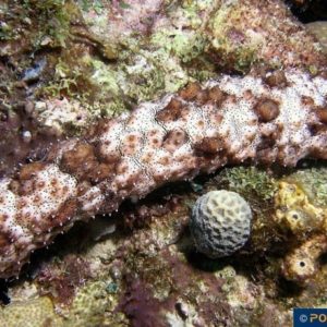 Bohadschia graeffei