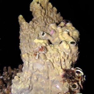 Dendropoma maxima