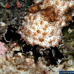 Bohadschia graeffei