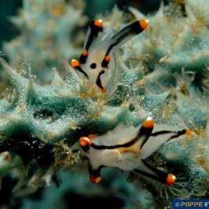 Thecacera picta