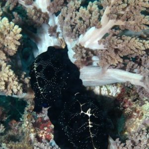 Ovula ovum