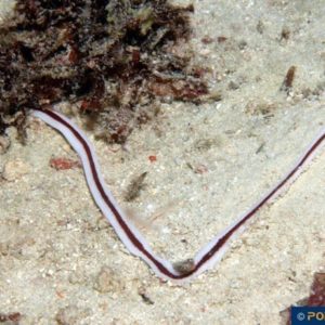 Baseodiscus hemprichii