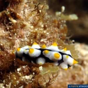 Bohadschia graeffei