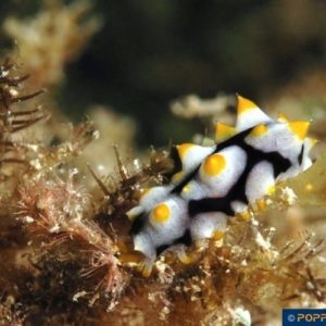 Bohadschia graeffei