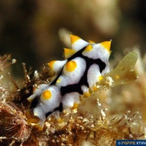 Bohadschia graeffei