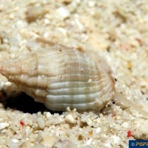 Phos blainvillei