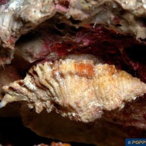 Naquetia cumingii