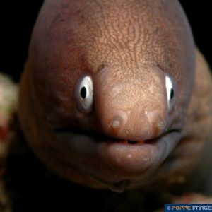 Siderea thyrsoidea