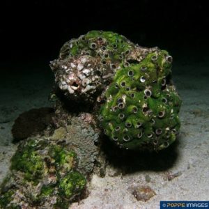 Dendropoma maxima