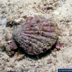 Bractechlamys vexillum