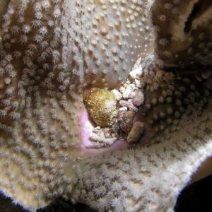 Turbinaria frondens