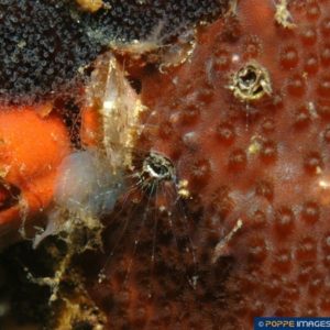 Dendropoma maxima
