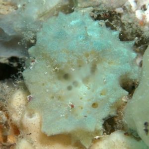 Halichondria species 01