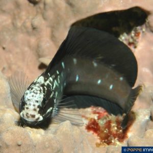 Salarias species