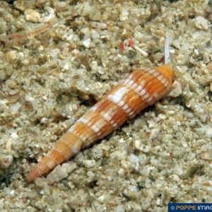 Myurella undulata