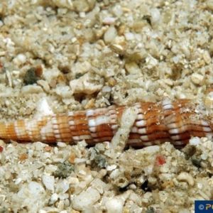 Myurella undulata