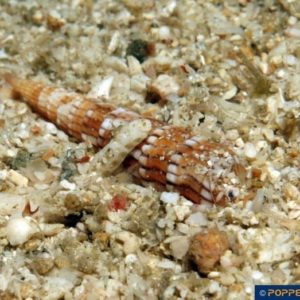 Myurella undulata