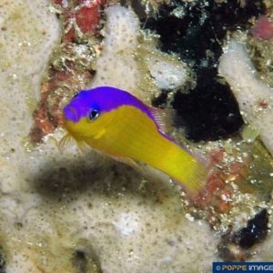 Pseudochromis diadema