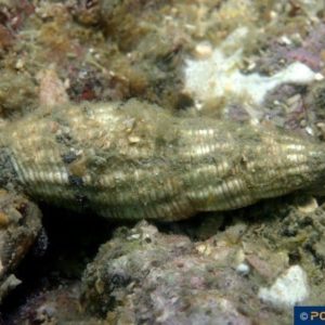 Vexillum sanguisugus