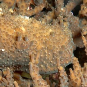 Acropora species