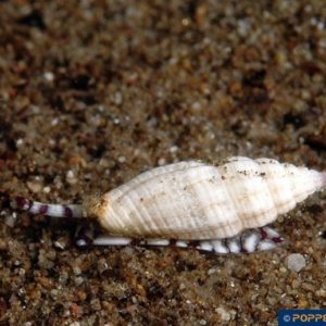 Vexillum humile