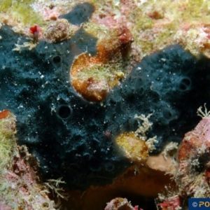 Halichondria okadai