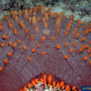 Pentaceraster alveolatus