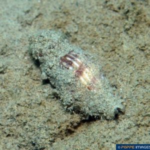 Vexillum melongena