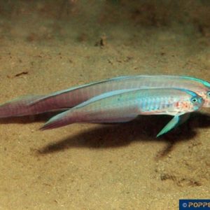 Oxymetopon cyanoctenosum